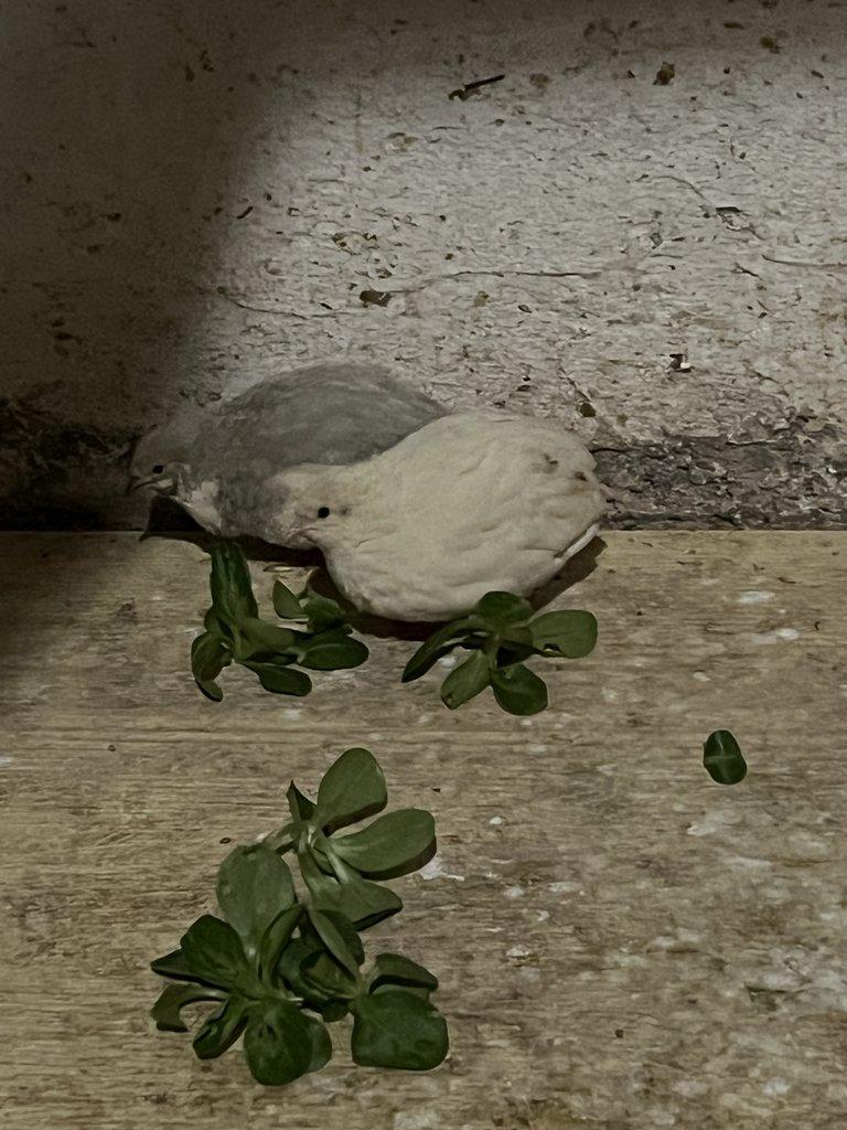 Křepelka čínská - Pár