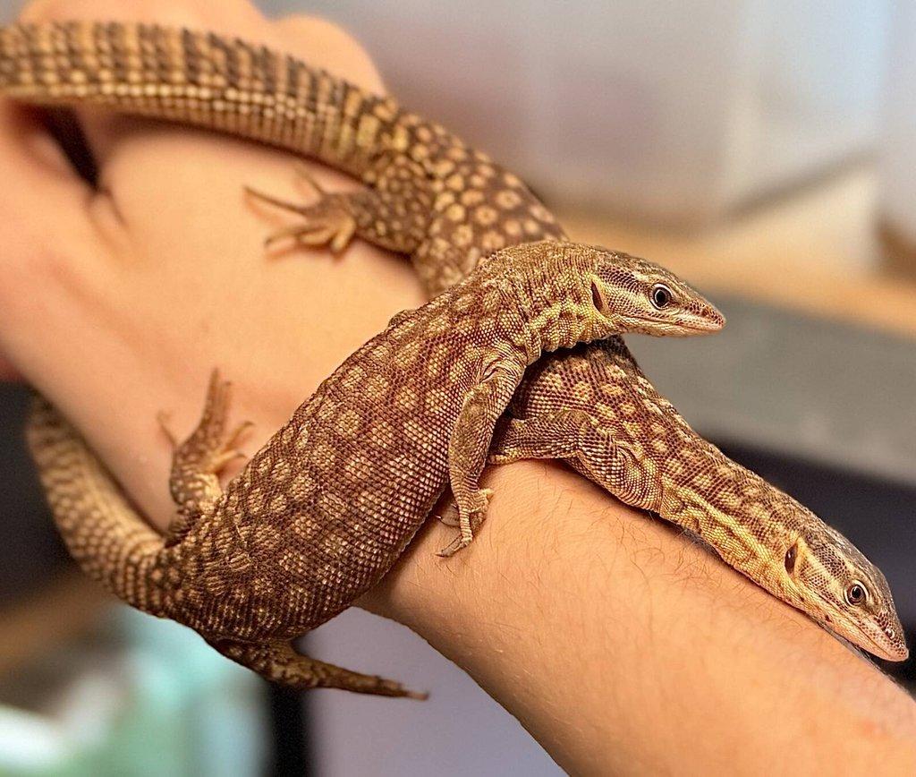 Varanus :