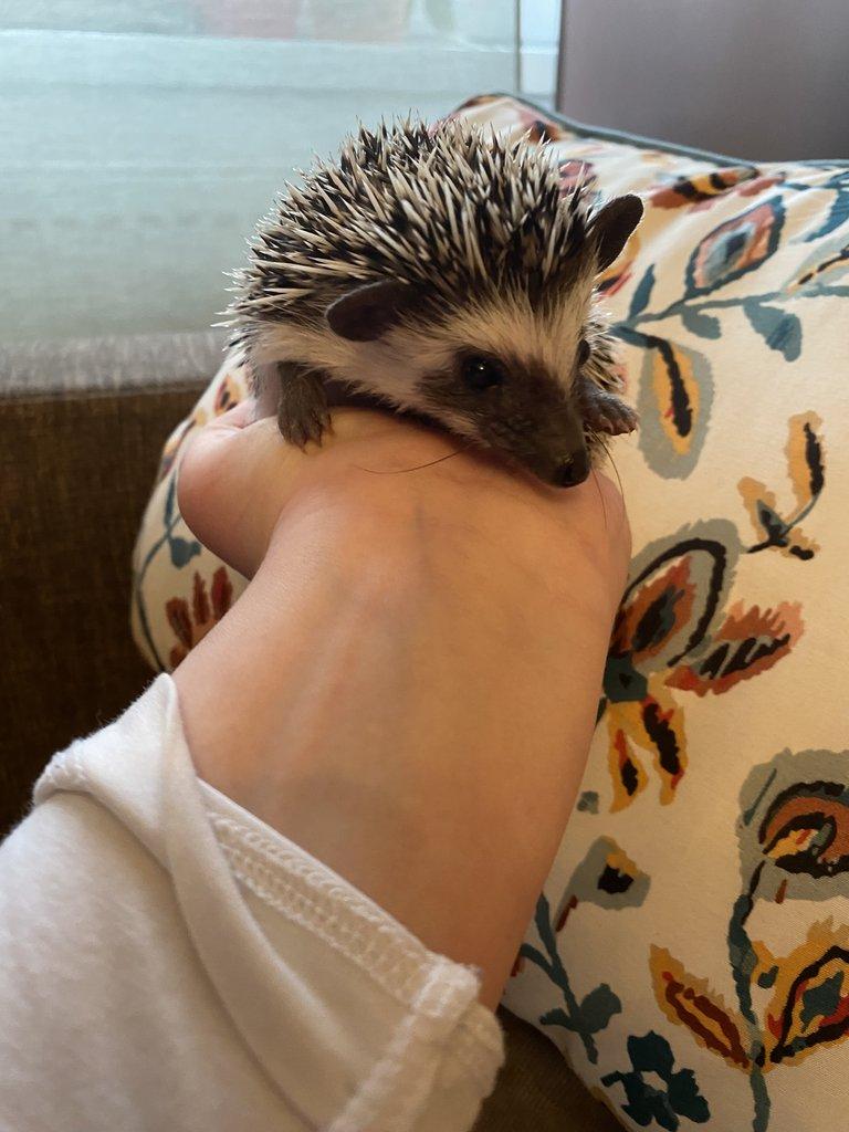 Africký pygmy ježek s PP - Chovatelská stanice Ježkovy voči