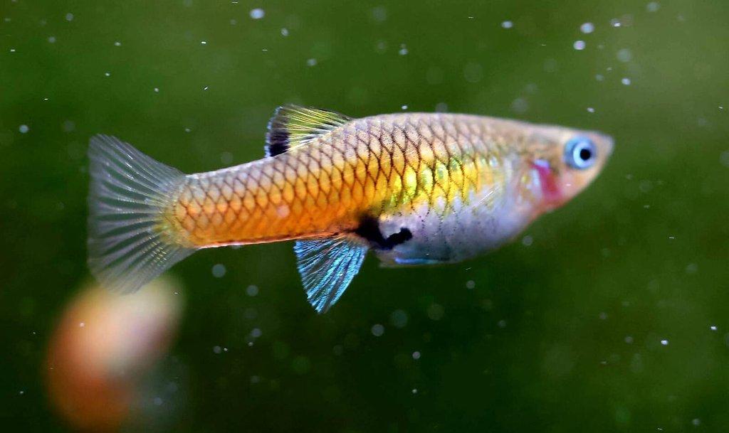 Krátkotělka Kostarická (Phallichthys Tico)