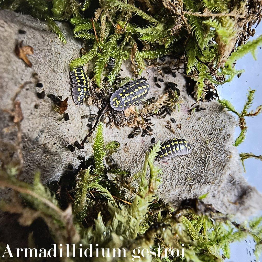 ISOPODY·STÍNKY - Aquatera Olomouc 23.11. / Akce 2+1