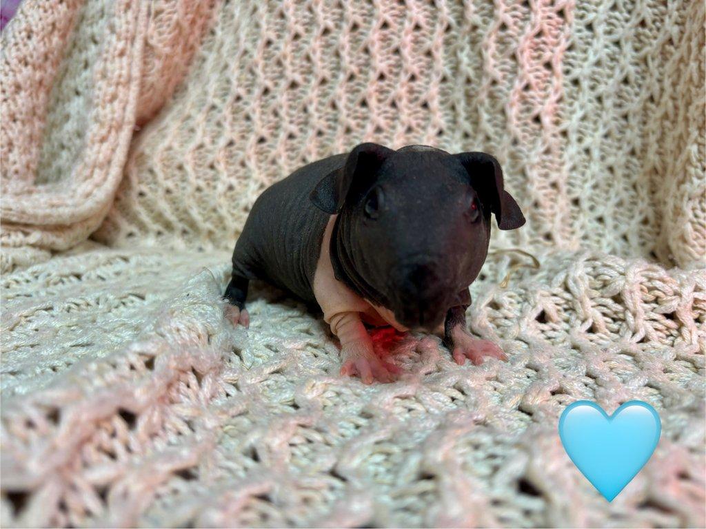 Skinny morčátka, samečci s PP