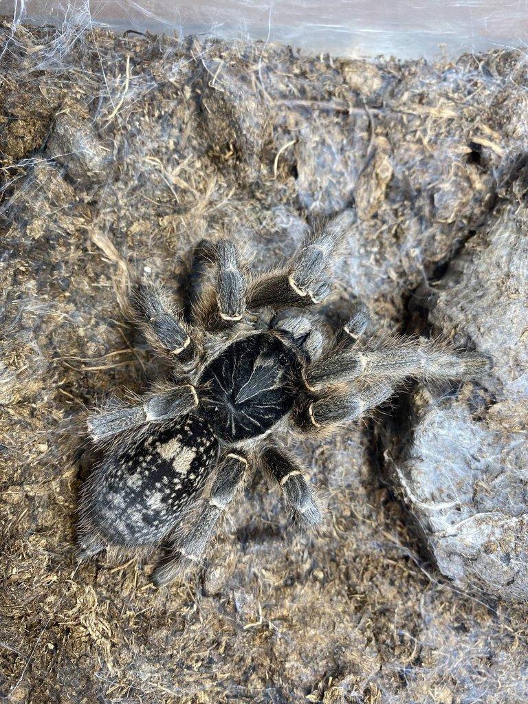 Živá exotika 7.2.026 - stůl: J08