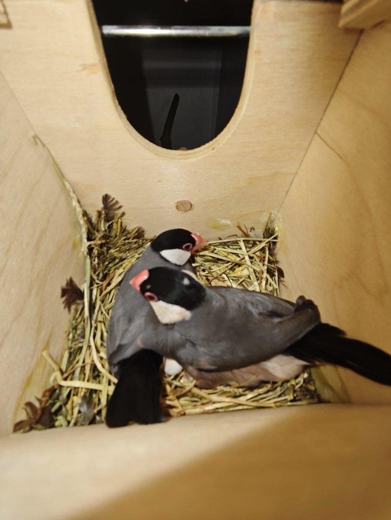 Rýžovník šedý pár