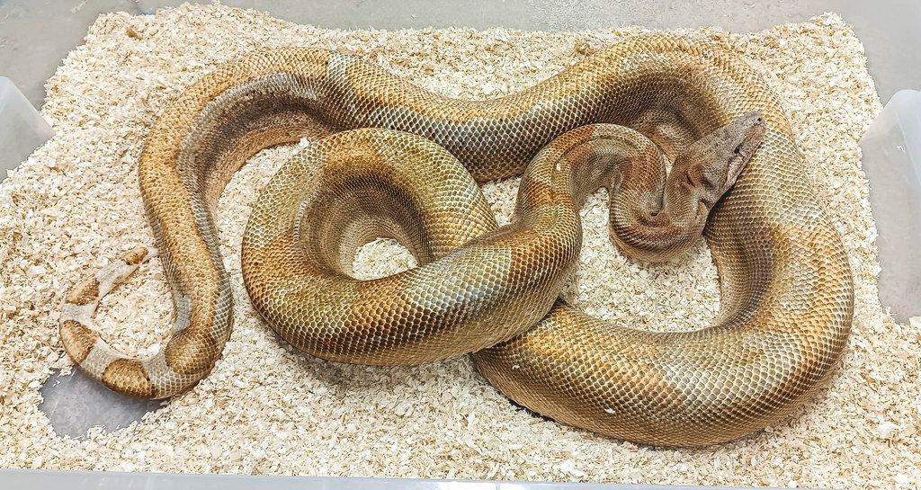 Adult Boa constrictor