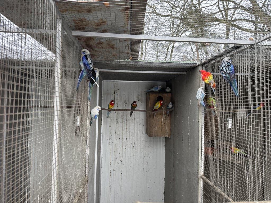 Rosela pestrá - samci MODRÁ, MODRÁ PASTEL