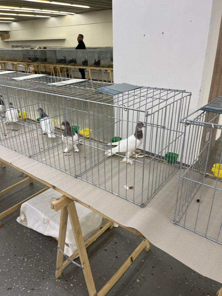 BUDAPEŠŤSKÝ VYSOKOLETEC