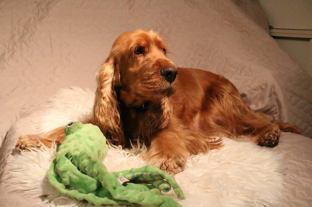 Anglický kokršpaněl s PP - 2 volní pejsci