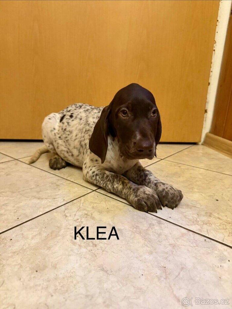 Německý krátkosrstý ohař – štěňata po pracovních rodičích