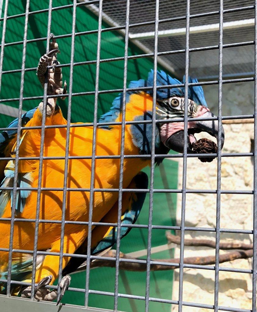 2.3 Ara kaninda glaucogularis