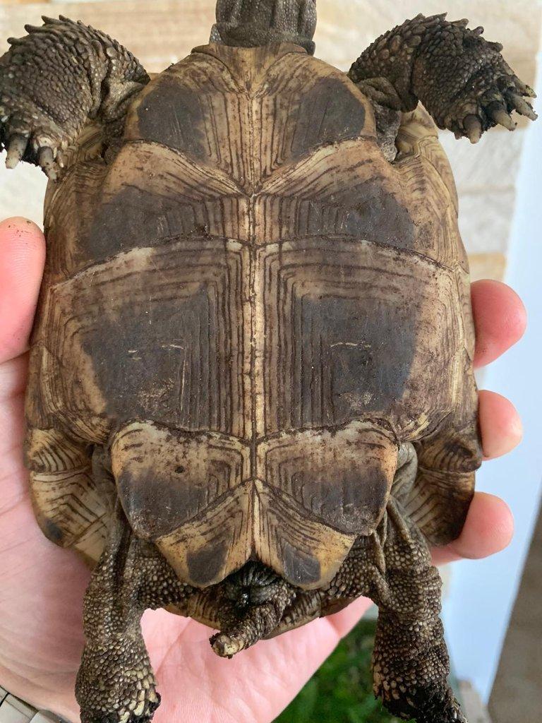 Testudo Hermani skupina