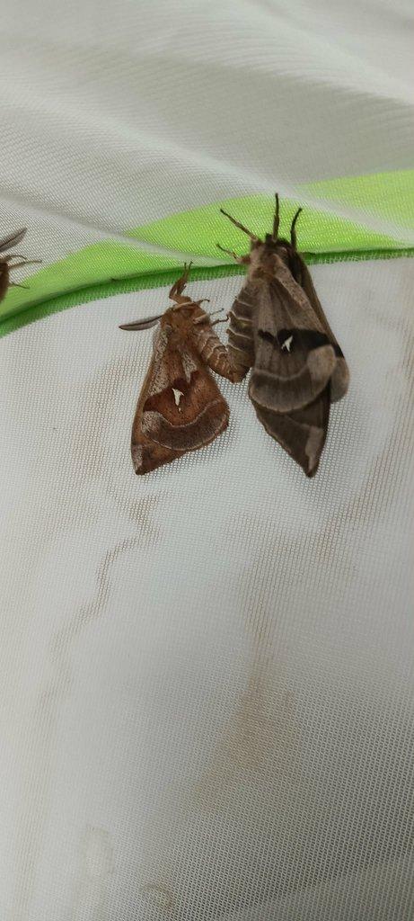 Aglia tau x Aglia tau f. melaina