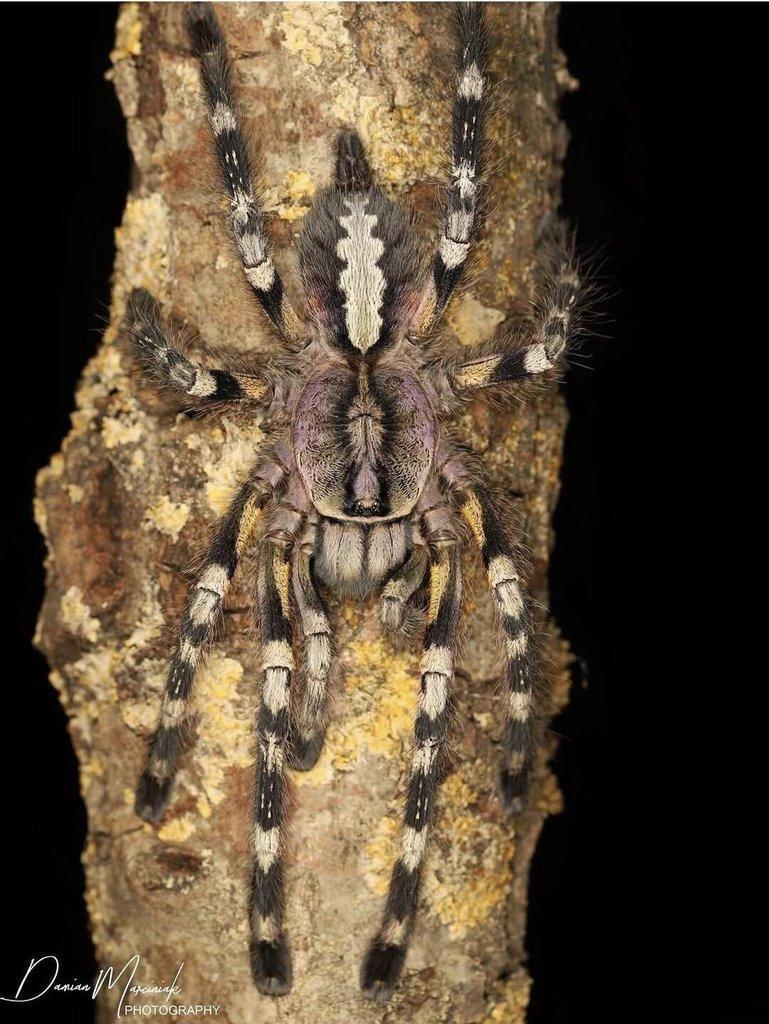 Redukce chovu - sklípkani