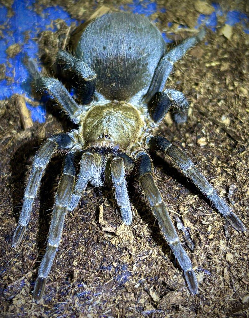B. hamorii, B. boehmei, M. balfouri, G. pulchripes, H. pulchripes ...