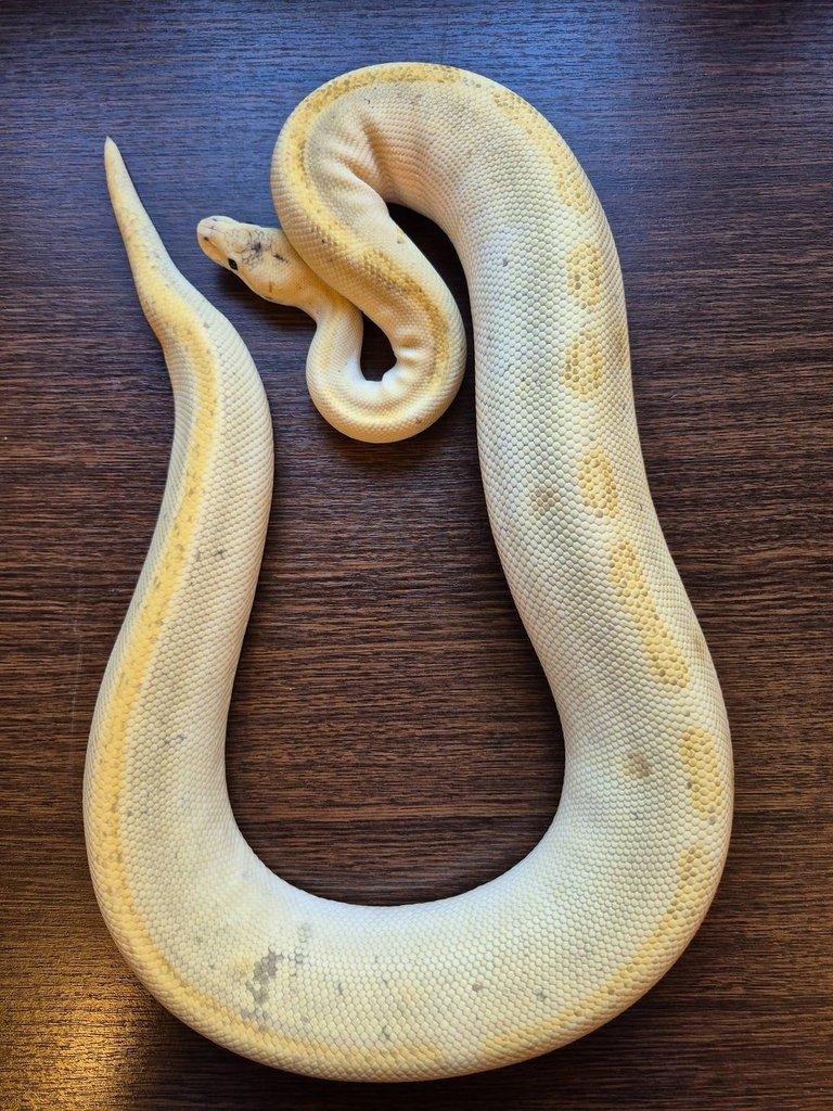 Python Regius - adult