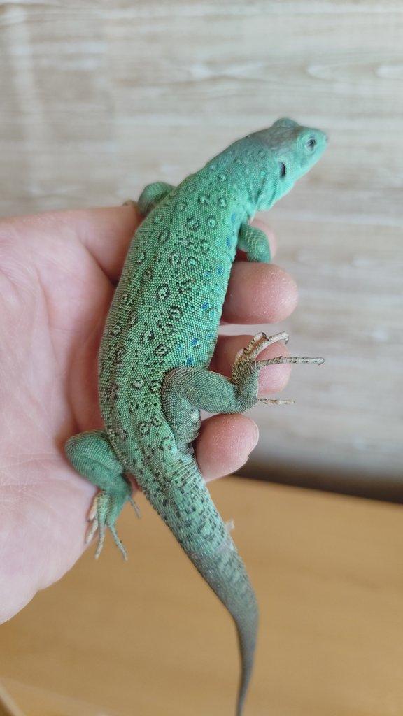 1.1 Timon lepidus Blue