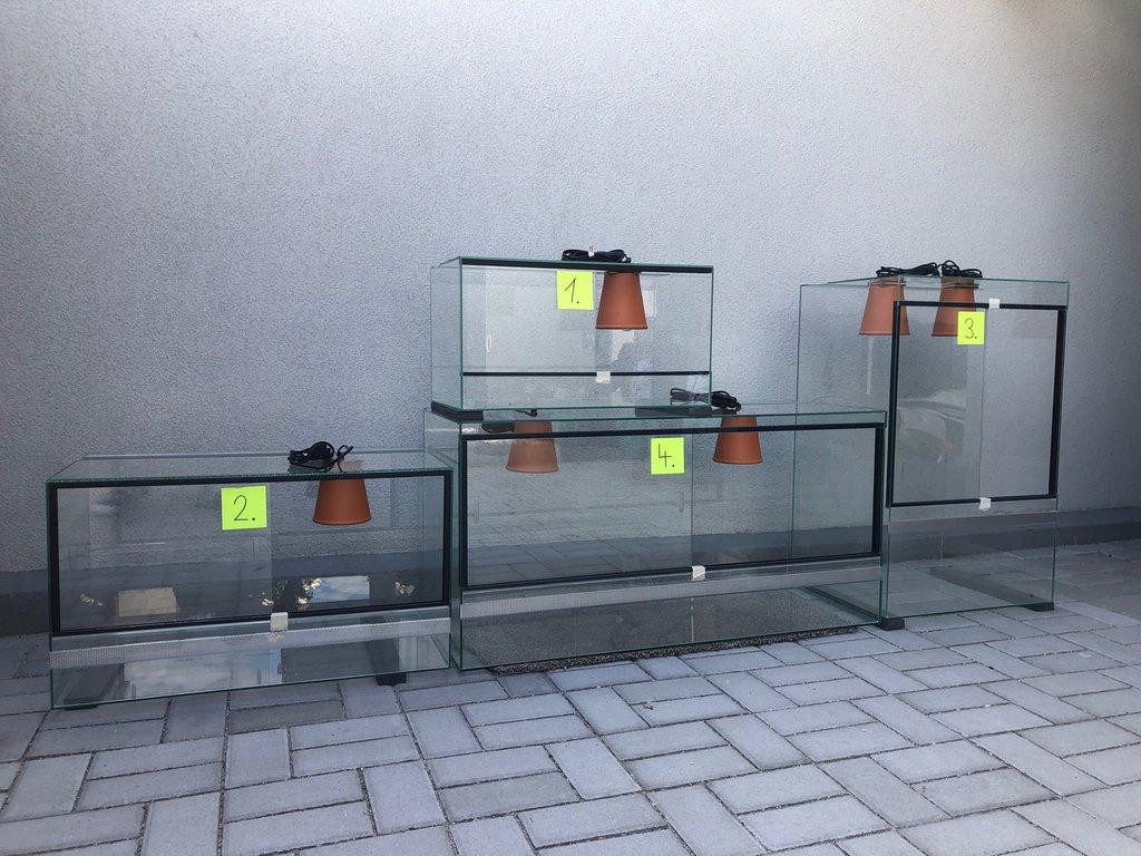 geochelone sulcata želva ostruhatá