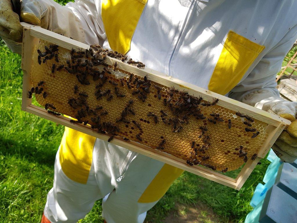 Včelí oddělky Langstroth 2/3, 6 rámků, 2026