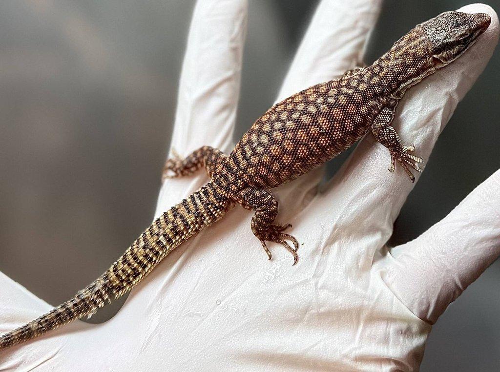 Živá exotika~F18-F20