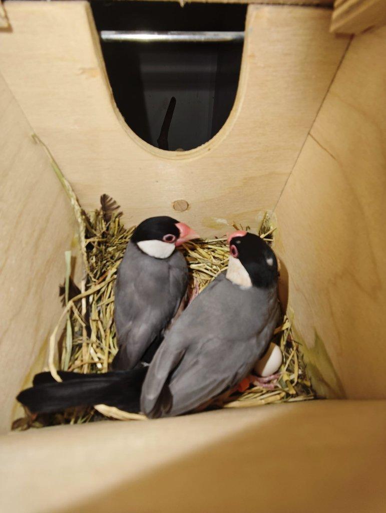 Rýžovník šedý pár