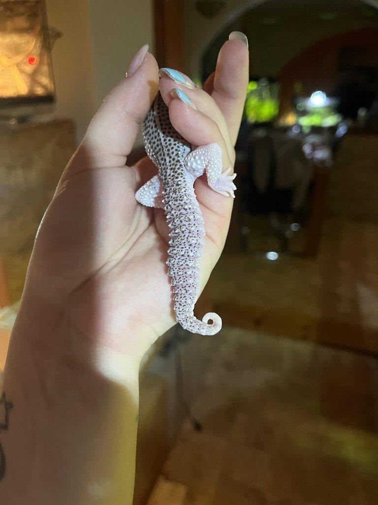 Gekončík noční samice