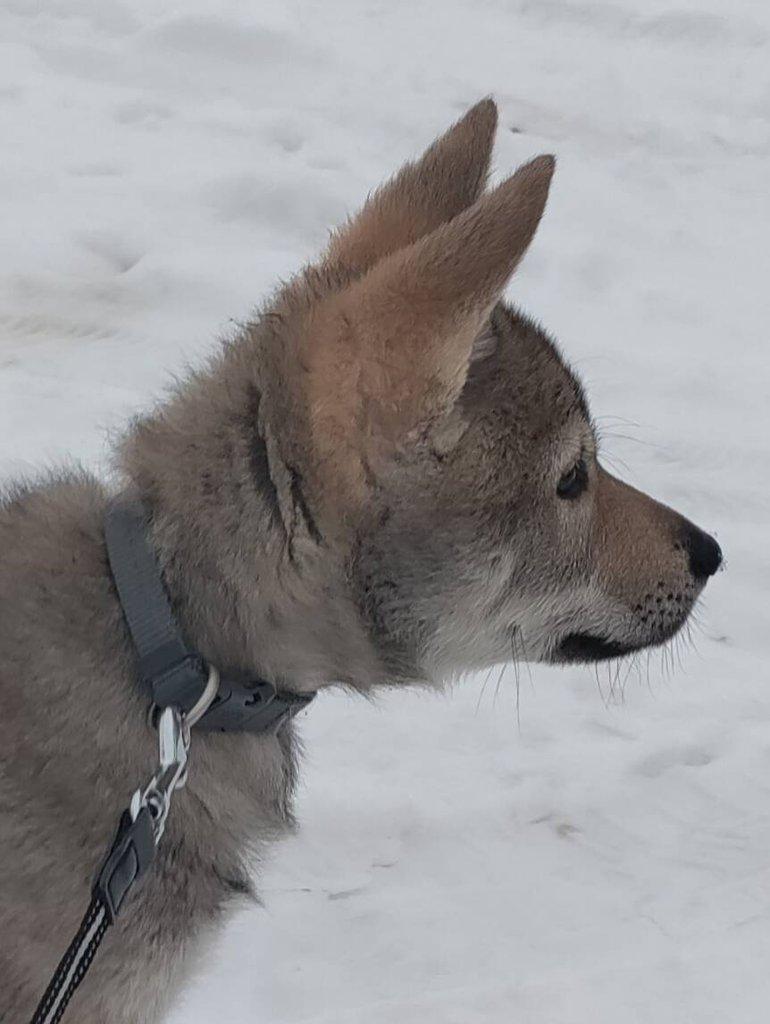 Československý vlčák - štěně s PP TOP prac.spojení