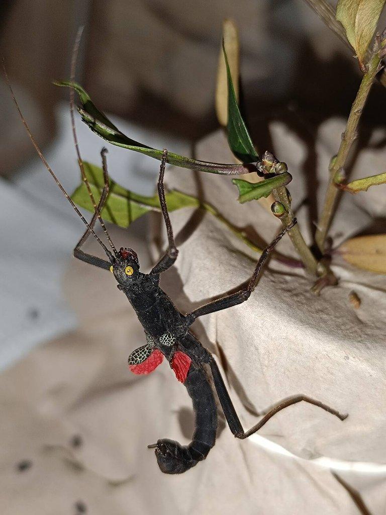 Strašilka ďábelská (Peruphasma schultei) pár