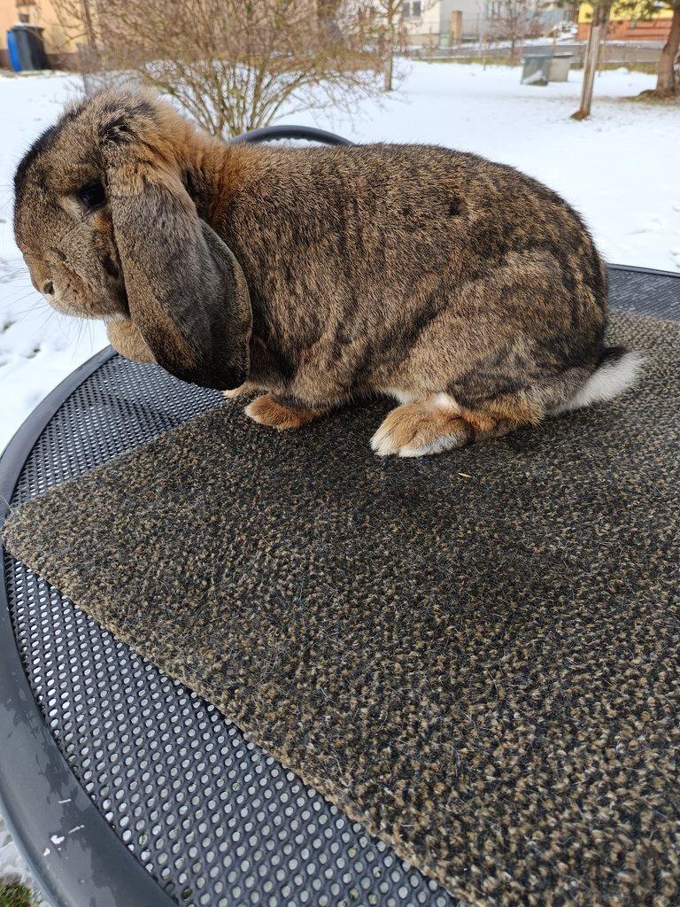 Francouzský beran divoký