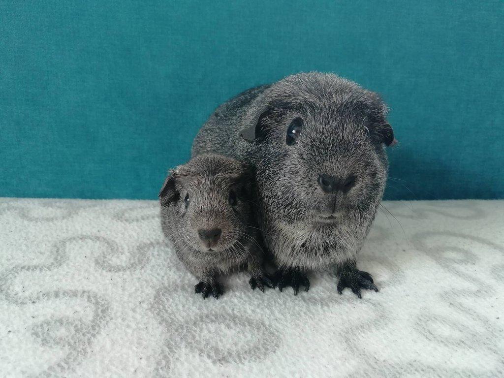 Morčata - hladké, crested