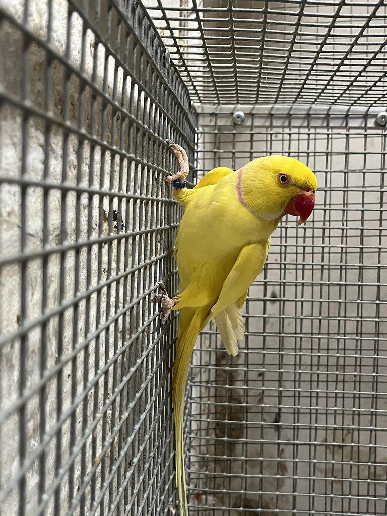 Alexandr malý - samec 2023