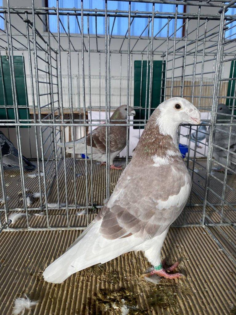 Prodám Americké výstavní