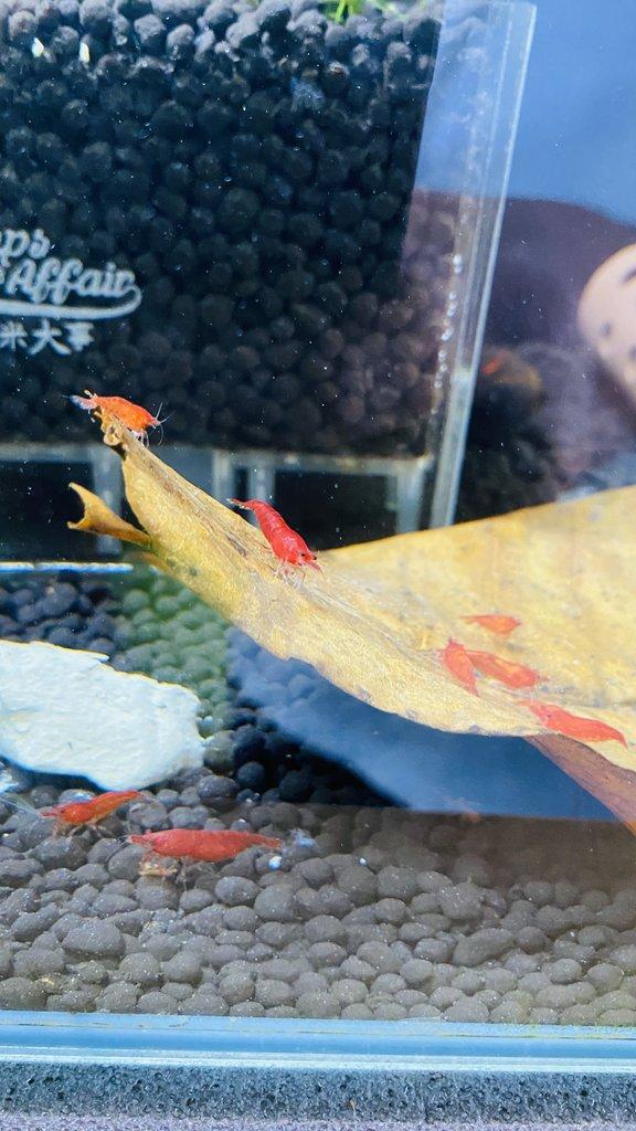 Prodám krevetky Bloody Mary.