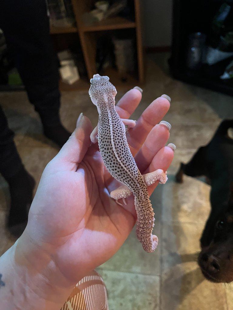 Gekončík noční samice