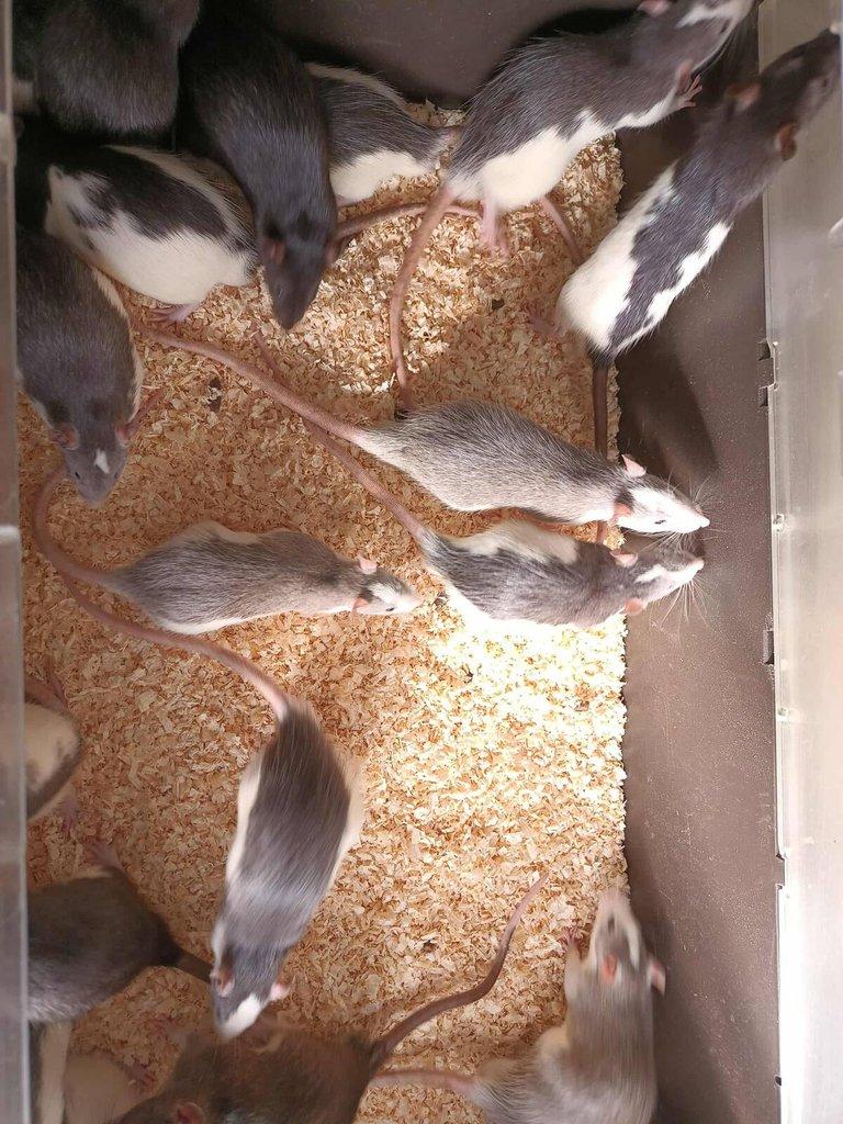 Potkani a myši k odběru - různé velikosti