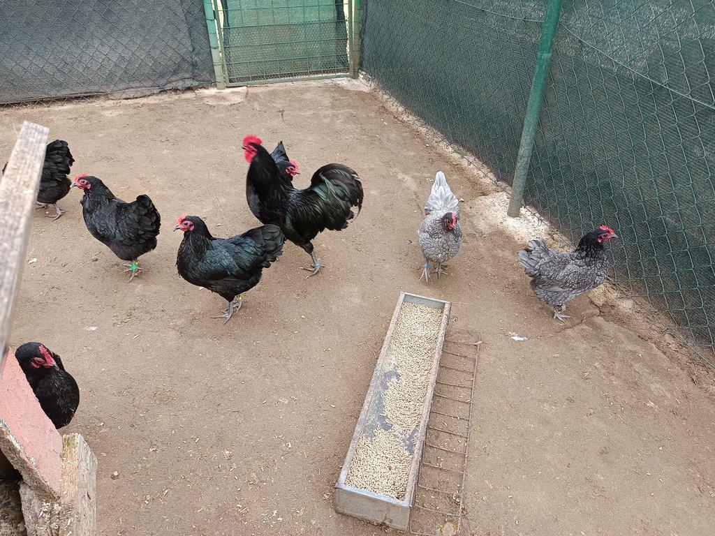 Australka zdrobnělá černá