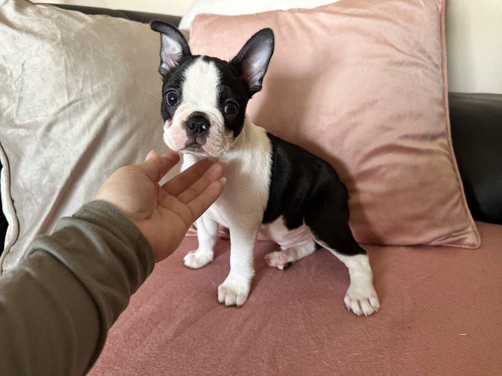 Bostonský teriér s PP FCI