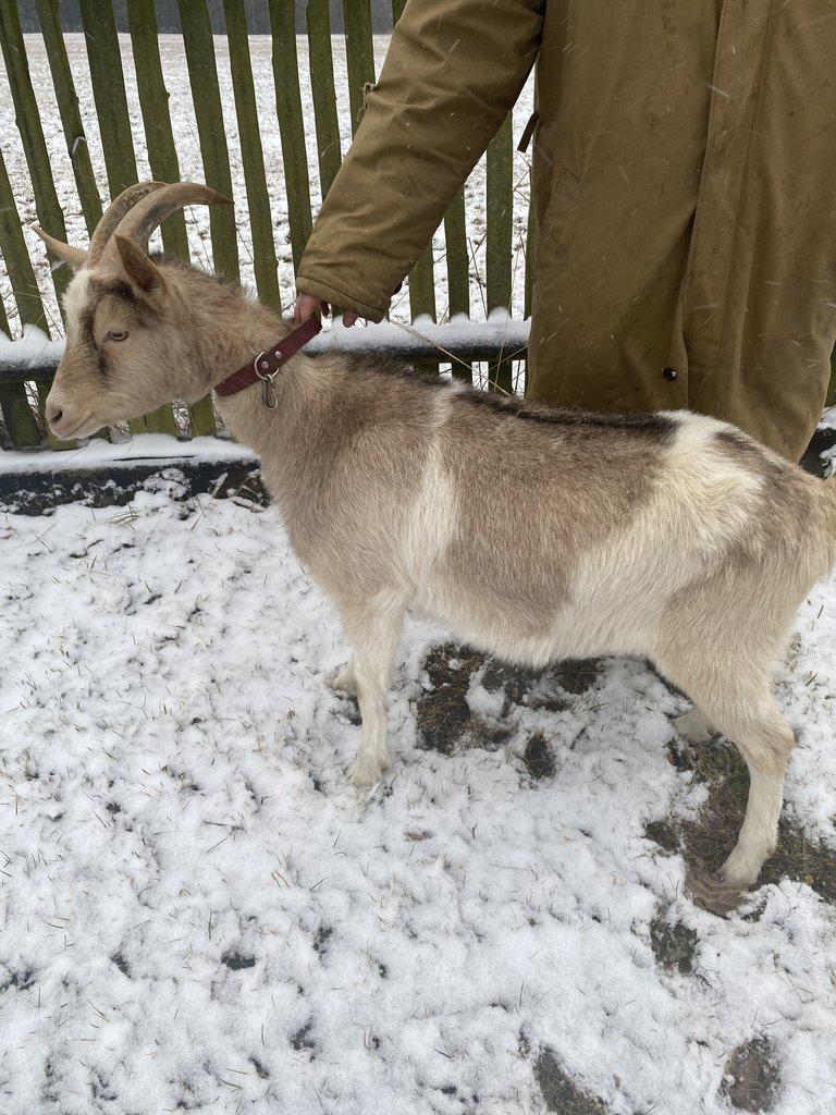 Vykastrovaný kozlík