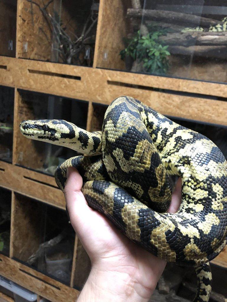 Morelia spilota cheynei (krajta kobercová pralesní)