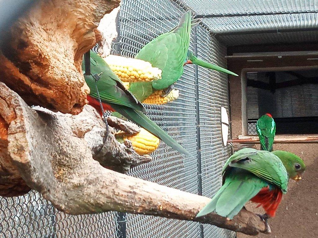 Papoušek královský