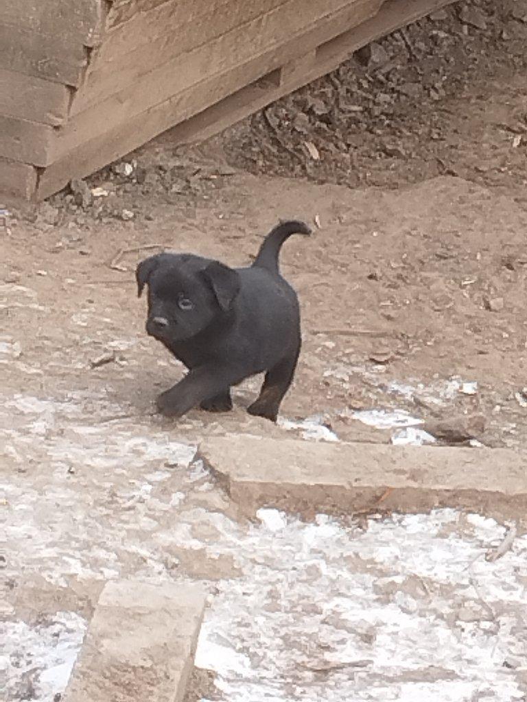 Štěňata rotvajlera