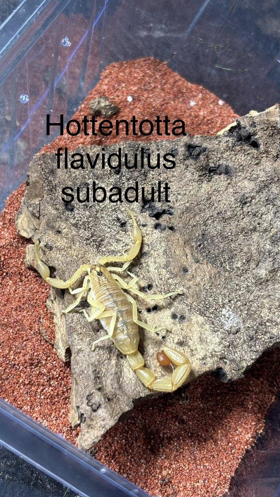 Štíři aktuální nabídka 21.4.