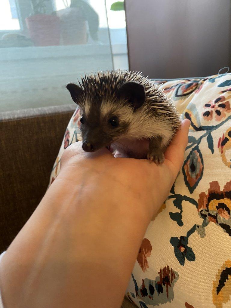 Africký pygmy ježek s PP - Chovatelská stanice Ježkovy voči