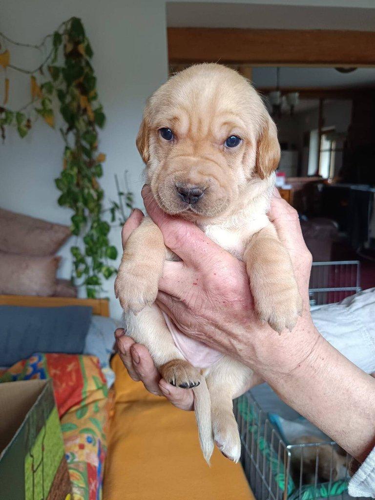 Štěňata- kříženci