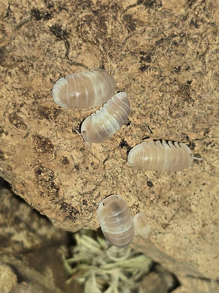 Cubaris sp PANDA PINK!!!!! Akční cena -50%!!