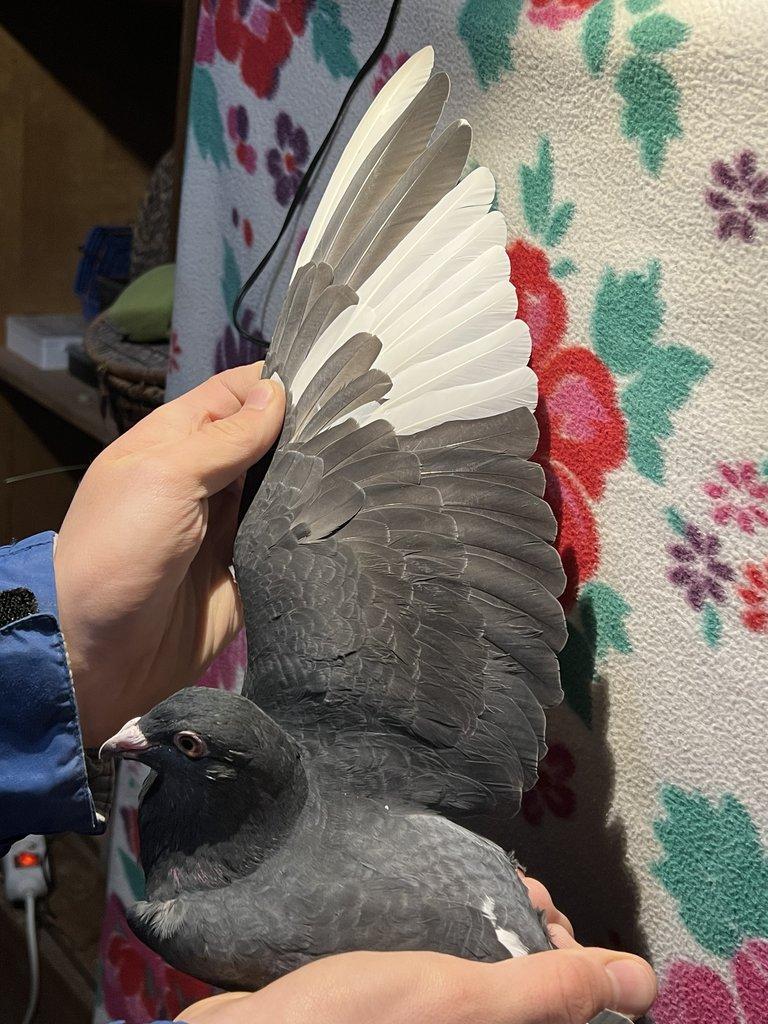 Poštovní Holub - Výletky 2025