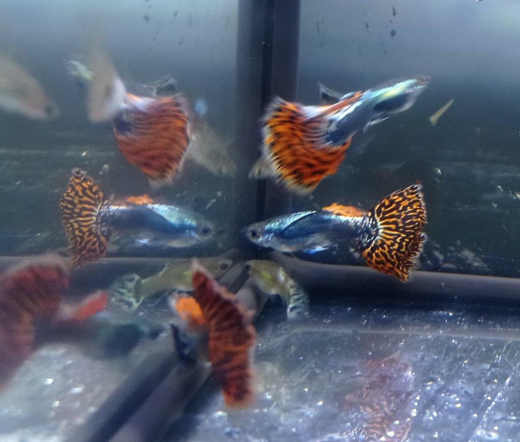 Poecilia reticulata - Red Mosaic Dumbo Ear