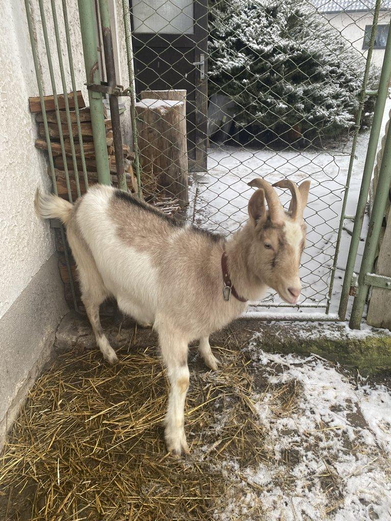 Vykastrovaný kozlík