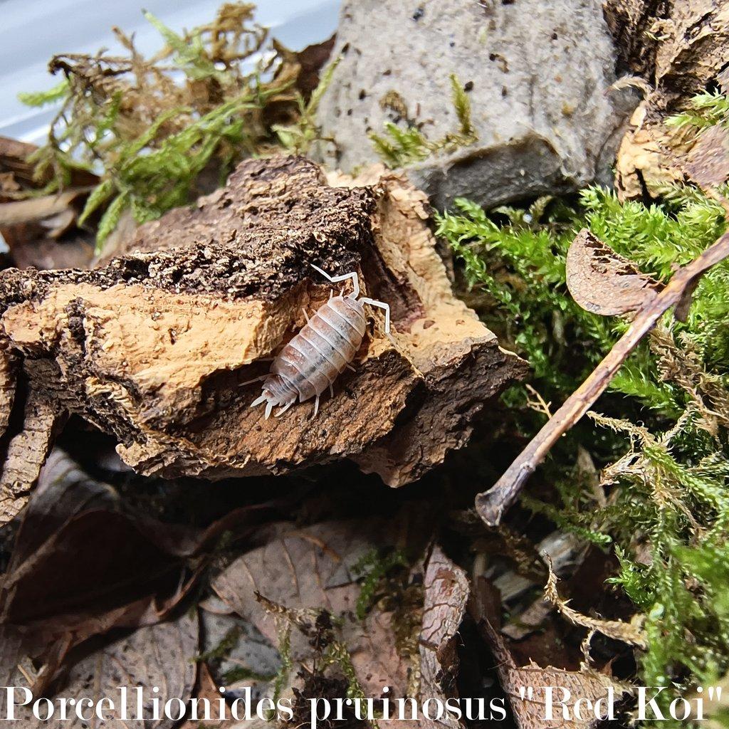 ISOPODY·STÍNKY - Aquatera Olomouc 23.11. / Akce 2+1