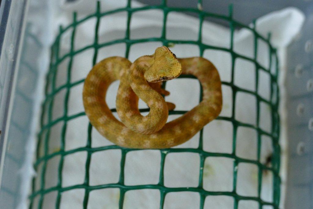 Křovinář ostnitý