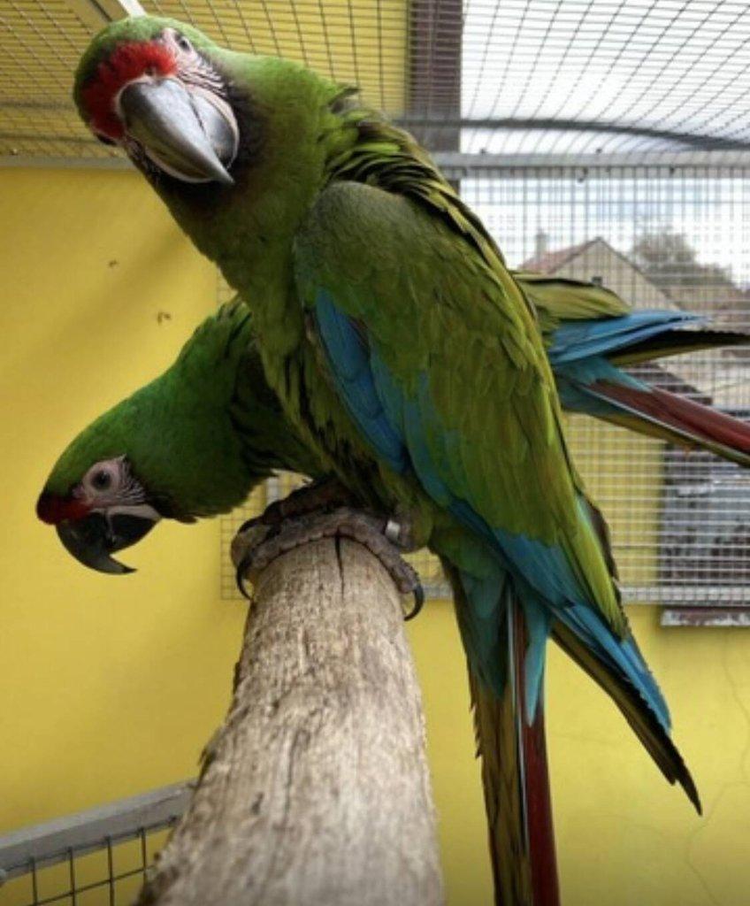 Ara vojenský (militaris)